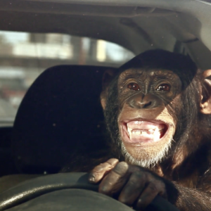 Trunk monkey